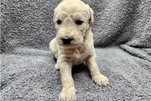 Izzy - Labradoodle for sale