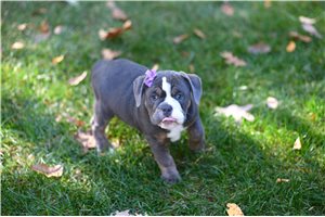 Gemma - Beabull for sale