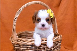 Reagan - puppy for sale