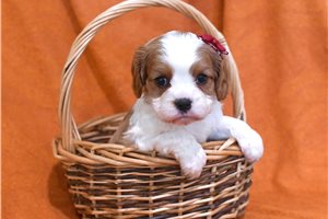 Rayne - puppy for sale