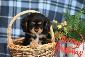 Hanson - Cavalier King Charles Spaniel for sale