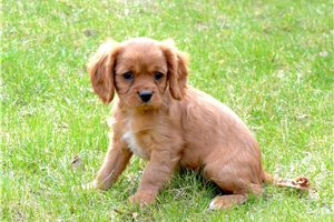 Stanley - puppy for sale