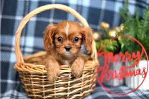 Reggie - Cavalier King Charles Spaniel for sale