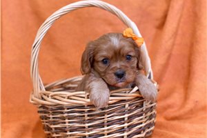 Rebecca - puppy for sale