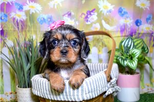 Stacey - Cavalier King Charles Spaniel for sale