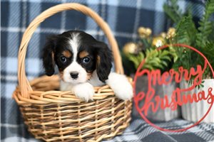 Remi - Cavalier King Charles Spaniel for sale