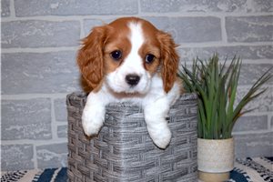 Darryl - puppy for sale