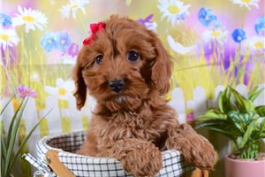 Connie - Cavapoo for sale