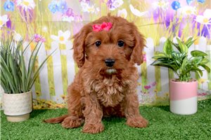 Connie - puppy for sale