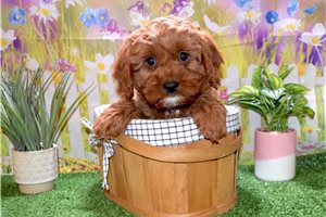 Clyde - Cavapoo for sale