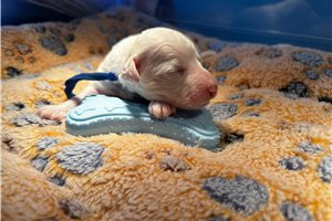 Jeeves - Poodle, Miniature for sale