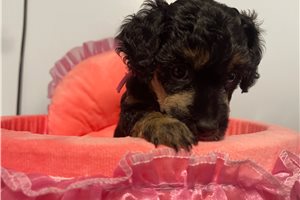 Belle - Poodle, Miniature for sale