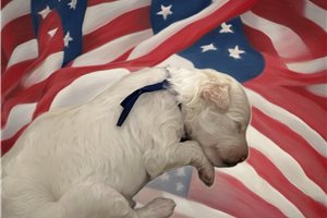 Jeeves - puppy for sale