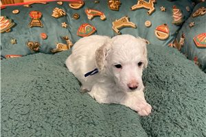 Jeeves - puppy for sale