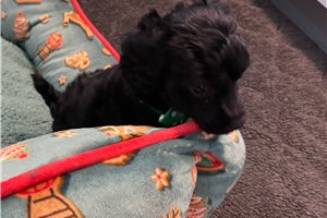 Jira - Poodle, Miniature for sale