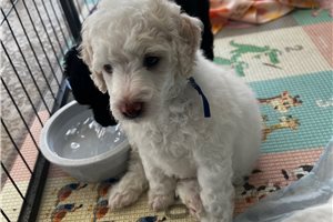 Jeeves - Miniature Poodle for sale