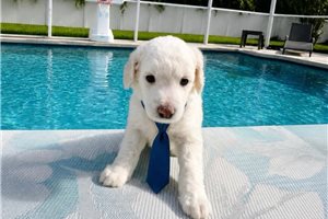 Jeeves - Poodle, Miniature for sale