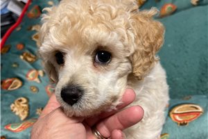 Beckham - Miniature Poodle for sale