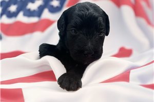 Jira - Poodle, Miniature for sale