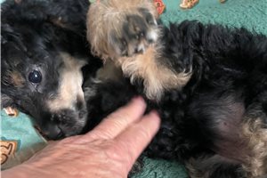 Belle - Miniature Poodle for sale