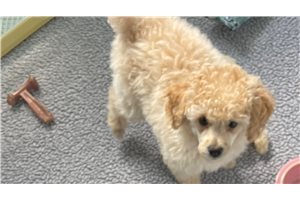 Beckham - Miniature Poodle for sale