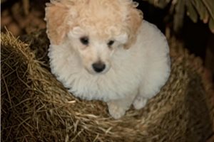 Beckham - Miniature Poodle for sale