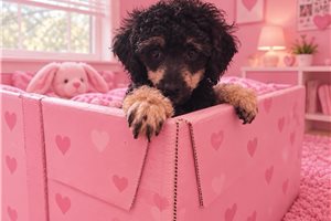 Belle - Miniature Poodle for sale