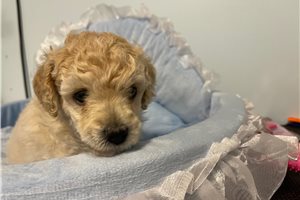 Beckham - puppy for sale