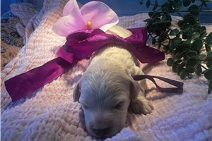 Joan - Poodle, Miniature for sale