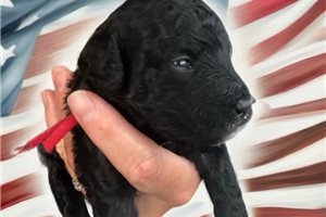 Jazz - Poodle, Miniature for sale