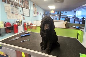 Krissy - Poodle, Standard for sale