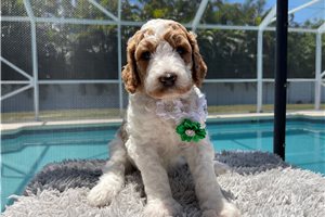 Emma - Poodle, Standard for sale