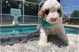 Emily - Poodle, Standard for sale