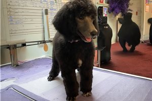 Penelope - Poodle, Standard for sale