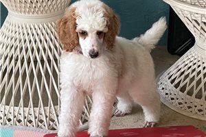 Ember - puppy for sale