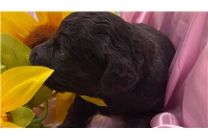 Pipsqueak - Poodle, Standard for sale