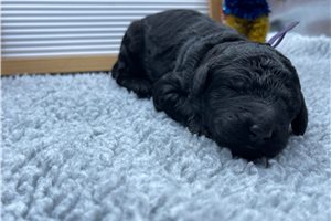 Kelsie - Standard Poodle for sale