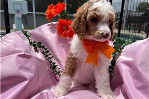 Emiko - Poodle, Standard for sale
