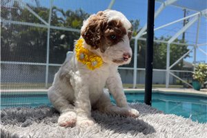 Emery - Poodle, Standard for sale