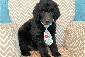 Seth - Poodle, Standard for sale
