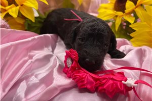 Poppy - Poodle, Standard for sale