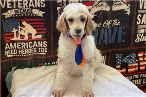 Enzo - Poodle, Standard for sale