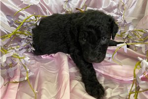 Tala - puppy for sale