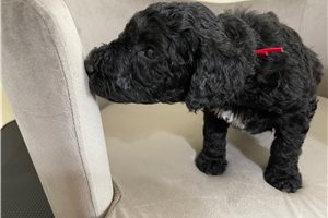 Shakur - Poodle, Standard for sale