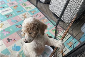 Kinsley - Poodle, Standard for sale
