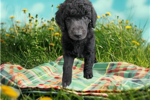 Pluto - Poodle, Standard for sale