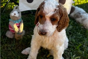 Peace - Poodle, Standard for sale