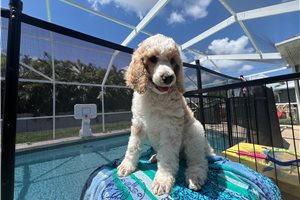 Eric - puppy for sale