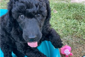 Kelsie - puppy for sale