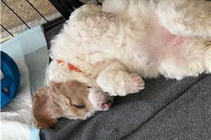 Peace - Poodle, Standard for sale